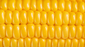 3021663-poster-1280-monsanto-sweet-corn